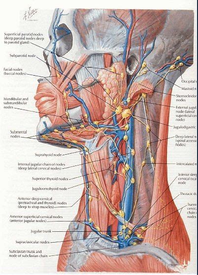 Lymph node status and breast cancer. Pin on Fitness