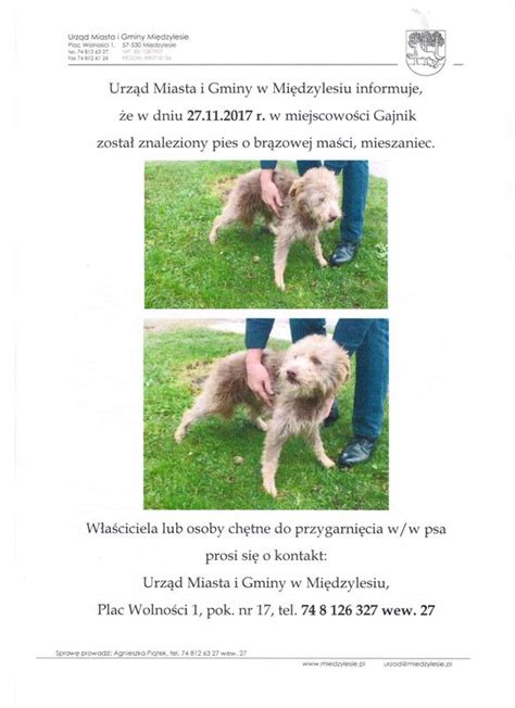 Ogłoszenia warszawa, ogłoszenia katowice, ogłoszenia poznań, ogłoszenia gdańsk, ogłoszenia wrocław, ogłoszenia gdynia, ogłoszenia szczecin. OGŁOSZENIE O ZNALEZIONYM PSIE - Urząd Miasta i Gminy w ...