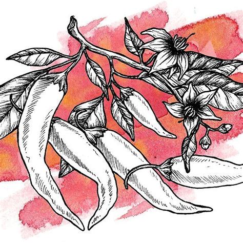 Are you searching for ink peppers png images or vector? Hot cayenne pepper watercolor ink illustration | Ink ...
