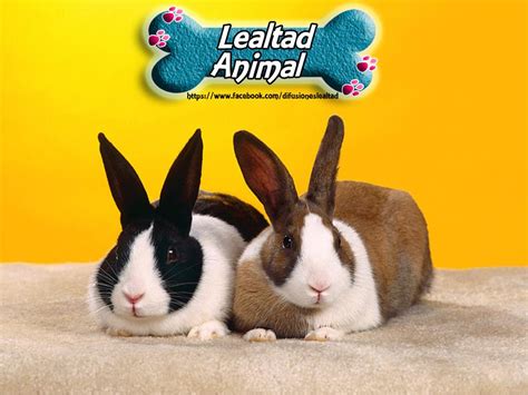 Experience quality like nothing else available! Lealtad Animal - Home | Facebook