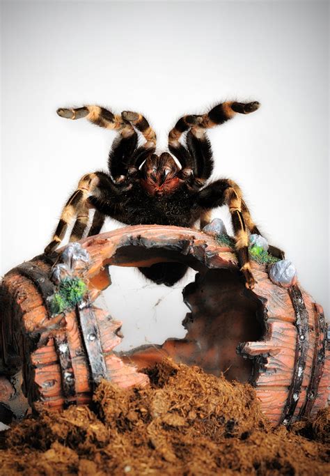 Nhandu is a genus of south american tarantulas that was first described by s. nhandu chromatus by E1ectrostatic on DeviantArt