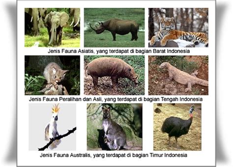 Gambar flora dan fauna di indonesia bagian barat paling keren downloa. gambar flora dan fauna di indonesia bagian barat - Brainly ...