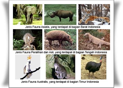 Flora dan fauna di indonesia bagian tengah merupakan flora dan fauna asli indonesia. gambar flora dan fauna di indonesia bagian barat - Brainly ...