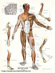 Human Muscles of the Shoulder and Neck Poster | Human ...