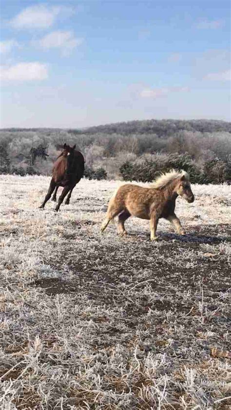 Maybe you would like to learn more about one of these? Corgi Caught Riding Neighbor's Miniature Pony At Night ...