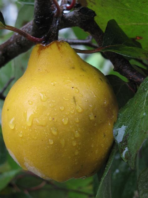 We did not find results for: Gardeningbren in Nova Scotia: Oh for a Quince Tree