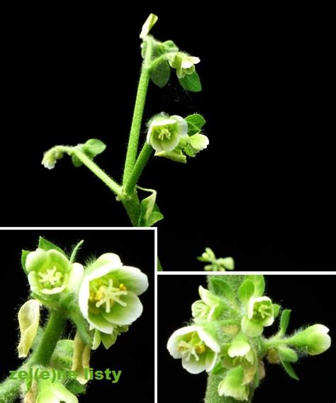 ZEL(e)NÉ LISTY - Werbář - sukulenty - Euphorbia guiengola