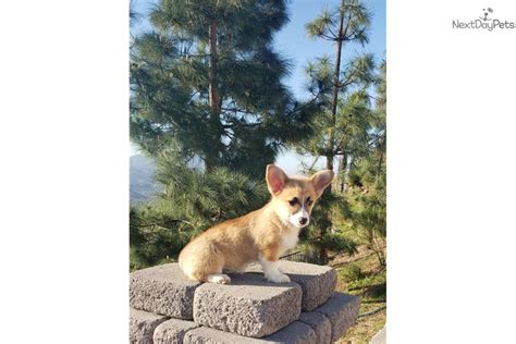 It's almost twice as big as its original height. Corgi puppy for sale near San Diego, California. | 8806f27e-a131