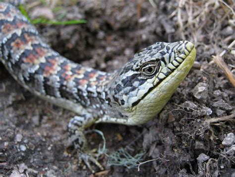 Check spelling or type a new query. California alligator lizard | Elgaria multicarinata | Flickr