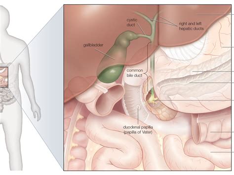 Anomalies and anatomic variants of gall bladder and biliary tract dr. Dgizmo Galbladder - Dgizmo Galbladder - Gizmo / The ...