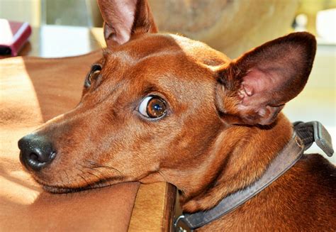 They really don't have many health issues in common, except for progressive retinal atrophy (pra) and hypothyroidism⁠—which is common in both breeds. Pin by Sue Compton on mini pins | Miniature pinscher, Dog ...