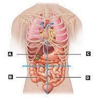 Body planes are hypothetical geometric planes that divide the human body into sections. Lab practical; abdominal quadrants and regions. flashcards ...