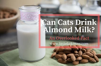 It also does not contain lactose, which makes it a good milk alternative for those who are lactose intolerant. Can Cats Drink Almond Milk? An Overlooked Fact | Cat ...