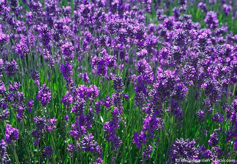 Der immergrüne buchsbaum, ein gewächs mit der wohl längsten tradition der gartenbaukunst. Lavendel richtig schneiden und pflegen - Garten | HausXXL ...