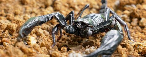 Scorpion Control Cape Town | Call: 074 697 2254 | Cape ...