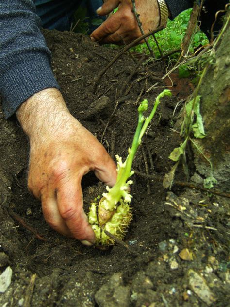 We did not find results for: Papigno, i suoi orti e le sue pesche: Zucchine spinose ...