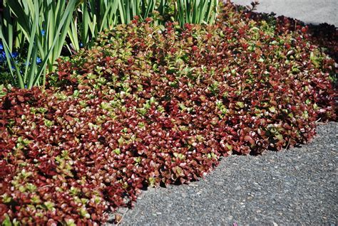 Because of the fine texture and spreading habit, small red carpet stonecrop works great. Sedum spurium 'Red Carpet' | Stonecrop | WBLA_Corky | Flickr