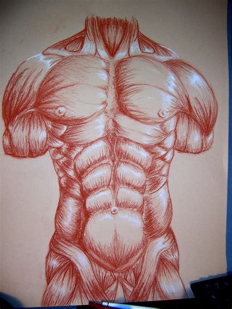 Hundreds of drawings illustrate both the underlying structure and the exterior of the. Muscle drawing for college by CamT on DeviantArt