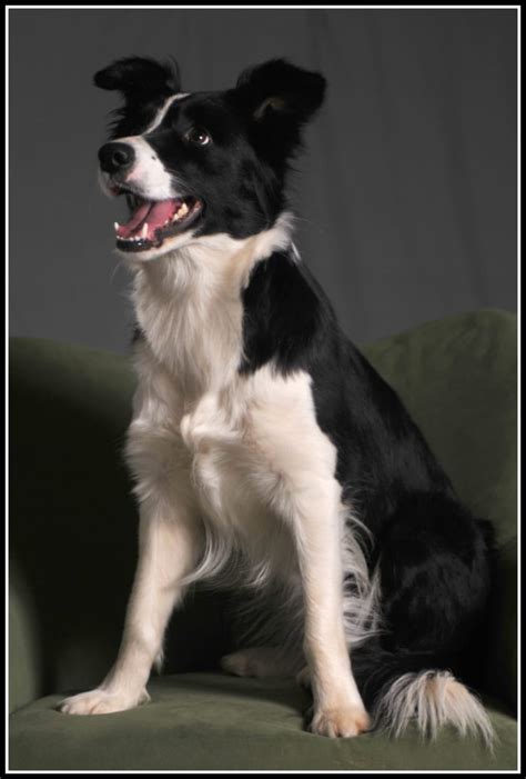 They were part of our lives for a short while. Pictures of Puppies | 45 Free Cute Border Collie Puppy Images - HubPages