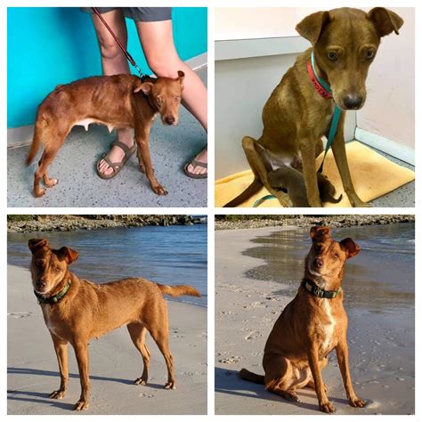 If your vet has recommended a famotidine product for your pet, a good starting point is pepcid 20mg. Her 2 puppies were adopted and she gained 15 much needed ...