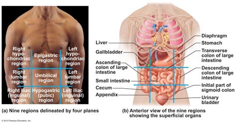 A number of pain sensitive structures lie in the left lower quadrant of the abdomen. Right Lower Quadrant Anatomy Intro To Aampp Chapter 1 ...