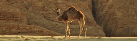 It has two humps, and longer hair for living in cold climates. The Camel - Stichting Dalèl