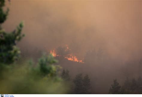 Σύμφωνα με πληροφορίες η πυρκαγιά έχει εκδηλωθεί σε δασική έκταση. Φωτιά ΤΩΡΑ σε Κορωπί και Ωρωπό