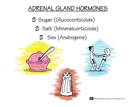 Aug 28, 2007 · rx: Adrenal Gland Hormones - Biology Forums Gallery