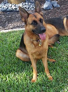 This map shows how many german shepherd dogs are posted in other states. MYA2HASAHOMEWITHKIDS - Southwest Florida German Shepherd ...