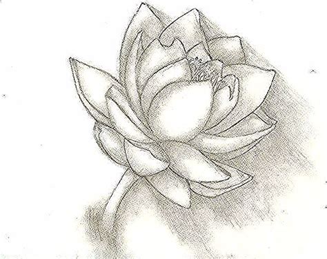 Tanaman dengan daun hijau yang melebar dan mengapung ini sering ditemukan di kolam, rawa, atau danau. Mewarnai Kolam Bunga Teratai : Jual Bunga Teratai Lotus ...