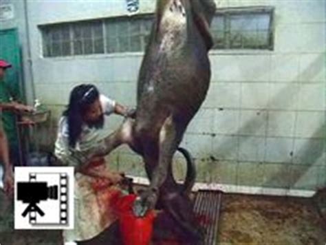 Woman slaughters and butchers a snake. 22 Best butcher women images | Women, Big animals, Modern ...