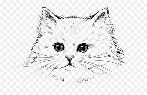 Our tool is completely free to use. Gambar Sketsa Kucing Persia