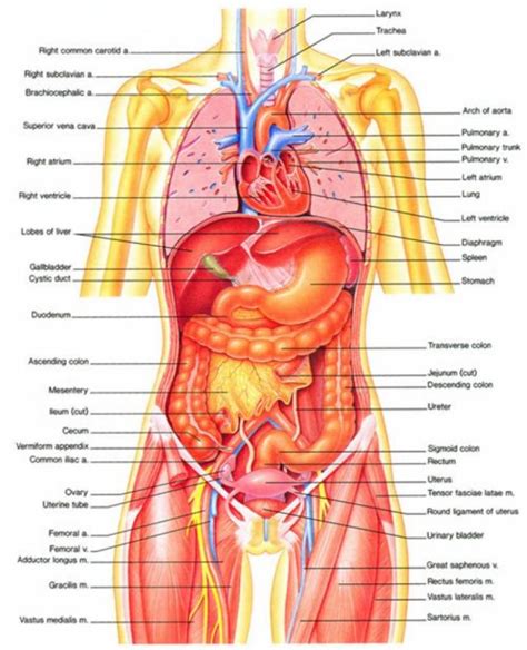 List of all organs of the human body with pictures and average sizes. Body Organs Diagram | Template Business