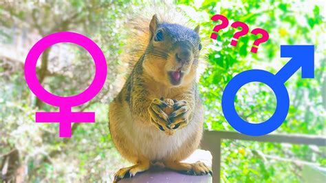 By the time a squirrel is six to seven weeks of age the body is fuller and so is the tail. How to Determine a Squirrel's Gender - YouTube