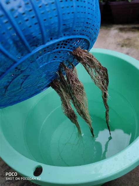 Ide pokok adalah masalah utama yang dibahas dalam suatu paragraf. Tak Susah Pun Nak Tanam Daun Pudina Di Rumah. Guna Cara ...