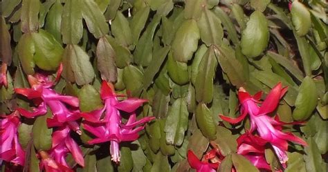 Any drop in temperature at night would be helpful, with night temperatures in. Schlumbergera russelliana - Cactus Garden