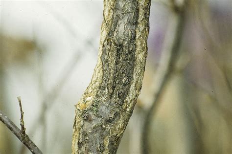 Pscheidt (pscheidt, 2006) oregon state university. How to Identify, Treat, and Control Eastern Filbert Blight ...