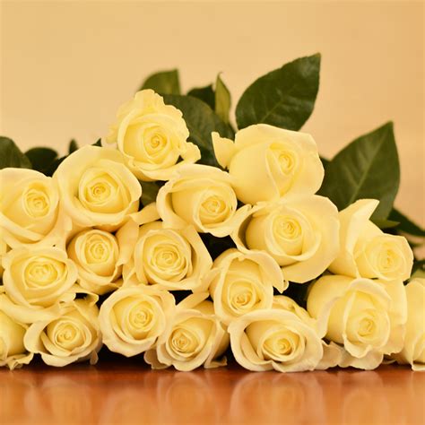 Bulk flower delivery to ottawa, ontario and surrounding areas. Tibet Roses - Bulk Order- 40-50CM