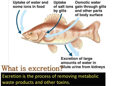 The fluid finally entering the collecting tubule contains the nitrogenous wastes from the body and is excreted as urine. Excretion