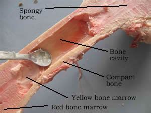 It also may include stem cells. Long Bone Diagram Red And Yellow Marrow : lwhittie: Bone ...