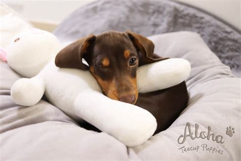 Join millions of people using oodle to find puppies for adoption, dog and puppy listings, and other pets adoption. Dachshund Puppies For Sale | New York, NY #290861