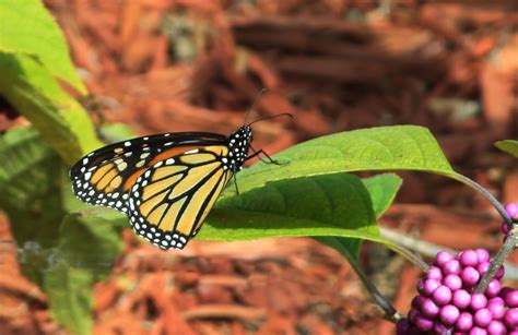 Maybe you would like to learn more about one of these? It didn't take long for the butterflies to begin calling ...