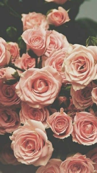 Wallpaper Imagenes De Flores Rojas Tumblr