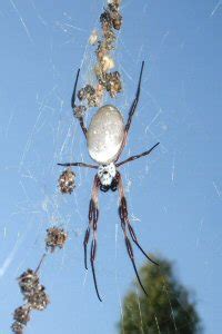 Spotting a spider in your immediate vicinity can be a little intense, especially if you have a major fear of the. Spiders of Australia with information and pictures