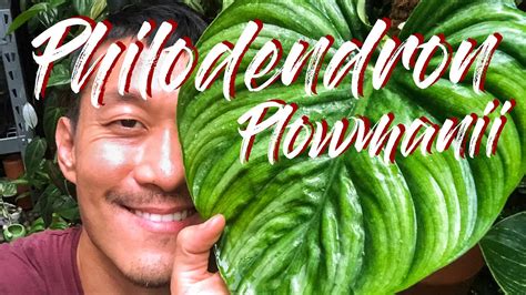 A rather new variety, philodendron brandtianum is an easy and fast growing, cascading and climbing plant. Philodendron Plowmanii Care and Propagation - YouTube