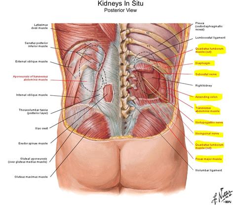 Human body organs diagram from the back diagram of human organs in body back view beautiful human body organ. Ahmed Sadawi: Glomerulo-nephritis : Kidney Anatomy