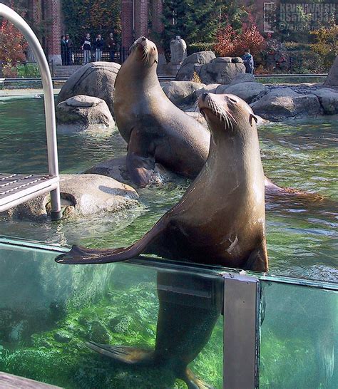 Wander under the iconic delacorte clock and into tisch children's zoo. NYC-Seals in Central Park Zoo © | After waiting for some ...