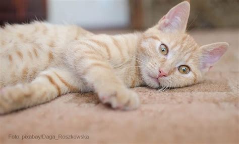 Vielleicht kann das wechseln des waschpulvers schon abhilfe leisten. Katze Pinkelt Immer An Die Gleiche Stelle - Tierische Tapete