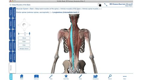 Tense back muscles can contribute to pain and discomfort, making it difficult to live your life. Intrinsic back muscles - 3D anatomy tutorial | Back muscles, 3d anatomy, Anatomy