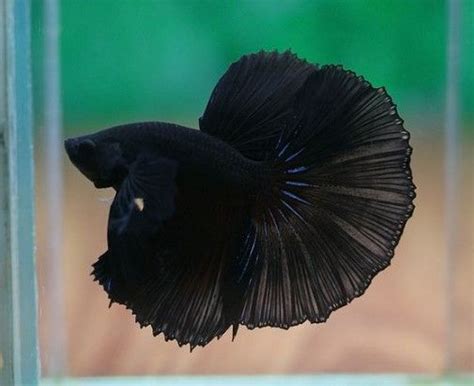 They have shorter fins with a heart shaped back fin. Lovely Varieties of Betta Fish | Betta fish types, Pet ...